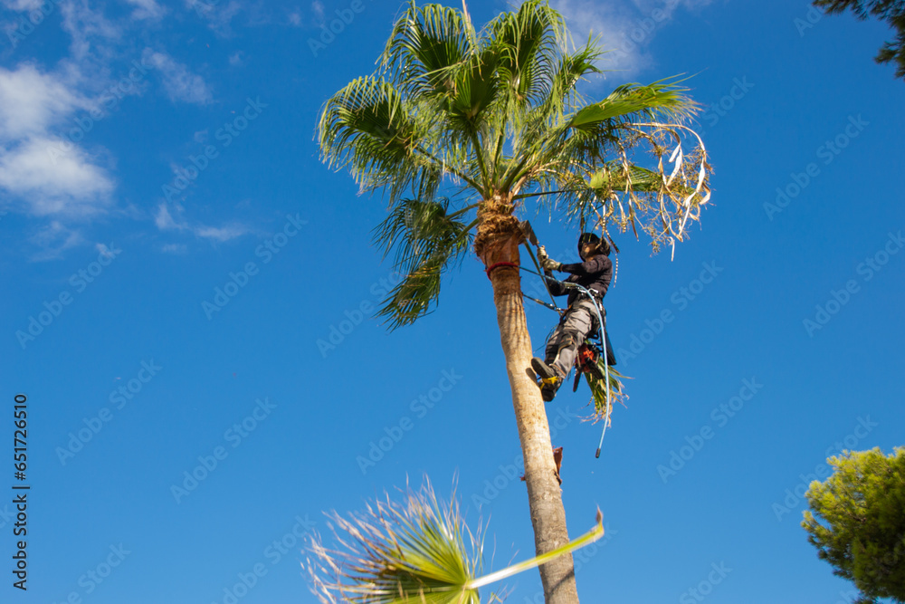 Latin palm pruner trimming the leaves of a palm tree in a garden.  Dangerous work. - obrazy, fototapety, plakaty 