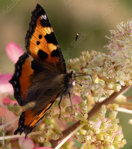 butterfly on flower