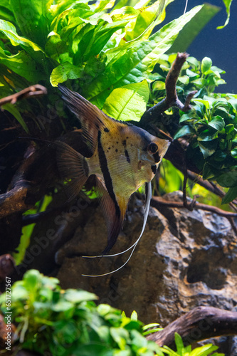 Pterophyllum scalare Rio Nanay