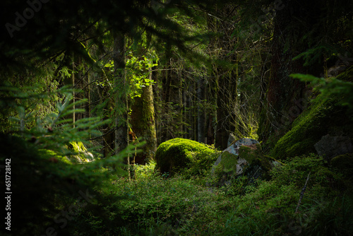 fern in the forest