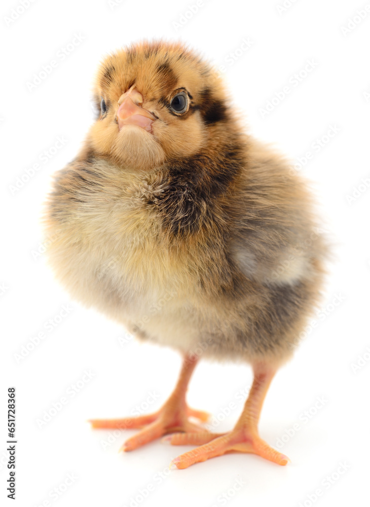 Small brown chicken Small brown chicken