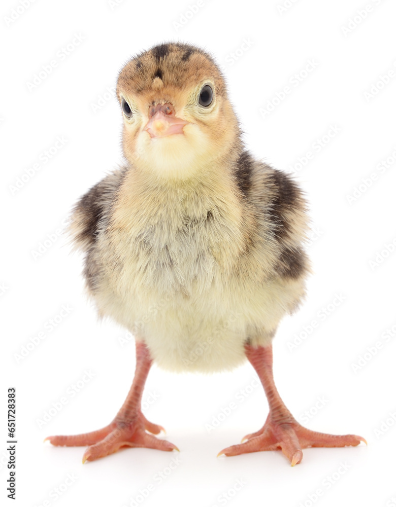 Obraz premium Chicken turkey isolated.