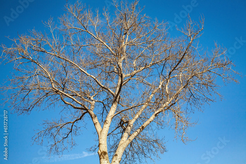 Winter leaveless sunlit poplar tree crown with blue cloudless sky in the background photo