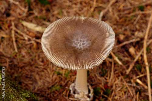 mushroom in the grass