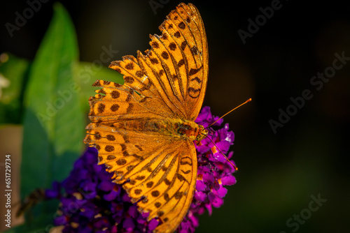 butterfly on flower