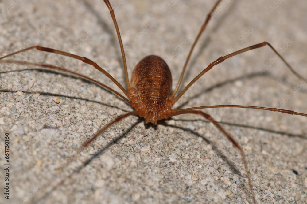 natural opilio dinaricus spider photo natural opilio dinaricus spider photo