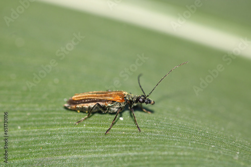macrolophus caliginosus insect macro photo © Recep