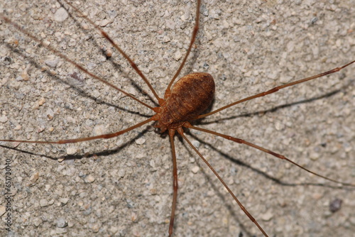 natural opilio dinaricus spider photo