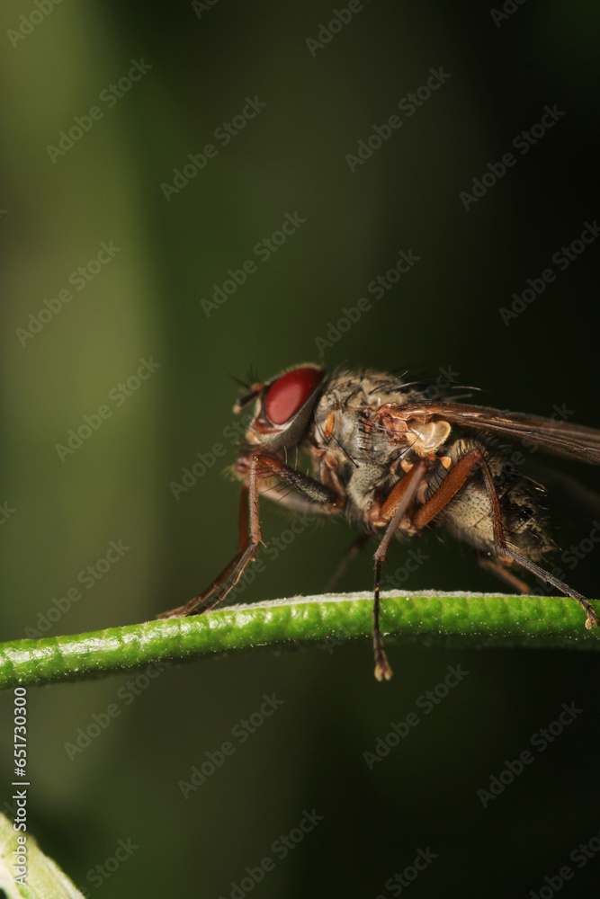macro photo of housefly facing back macro photo of housefly facing back