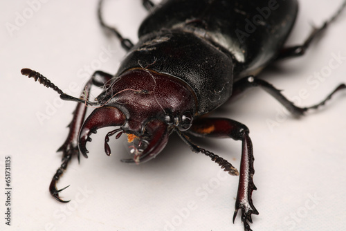 black lesser stag beetle macro photo © Recep