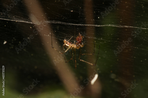 natural tetragnatha extensa spider macro photo © Recep