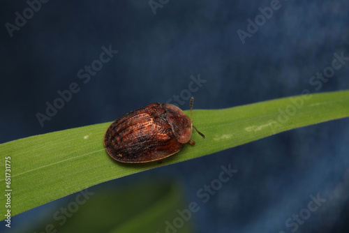 cassida flaveola insect macro photo photo
