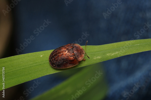 cassida flaveola insect macro photo photo