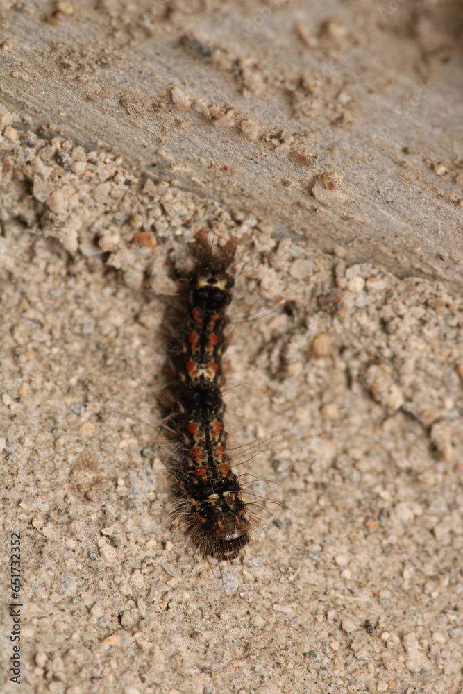natural phragmatobia fuliginosa caterpillar macro photo natural phragmatobia fuliginosa caterpillar macro photo
