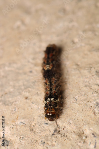 natural phragmatobia fuliginosa caterpillar macro photo