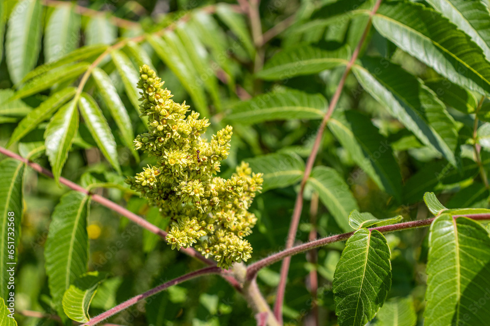 A sumac tree with green compound leaves and yellow cone-shaped flowers. Taken in Toronto, Canada. A sumac tree with green compound leaves and yellow cone-shaped flowers. Taken in Toronto, Canada.