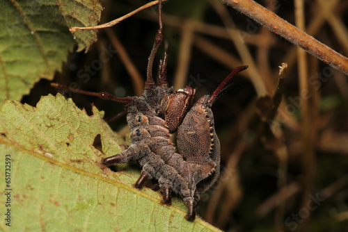 stauropus fagi insect macro photo photo