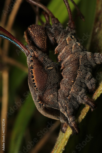 stauropus fagi insect macro photo photo