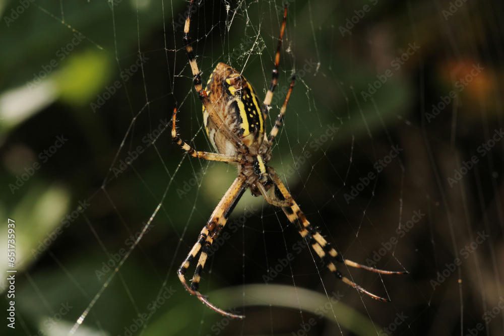 argiope bruennichi spider macro photo argiope bruennichi spider macro photo
