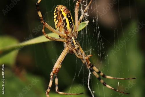 argiope bruennichi spider macro photo