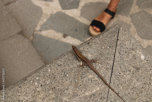 Darevskia bithynica tristis lizard macro photo photo