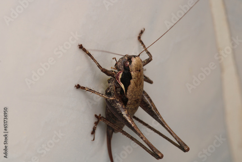 dark bush cricket grasshopper insect macro photo photo