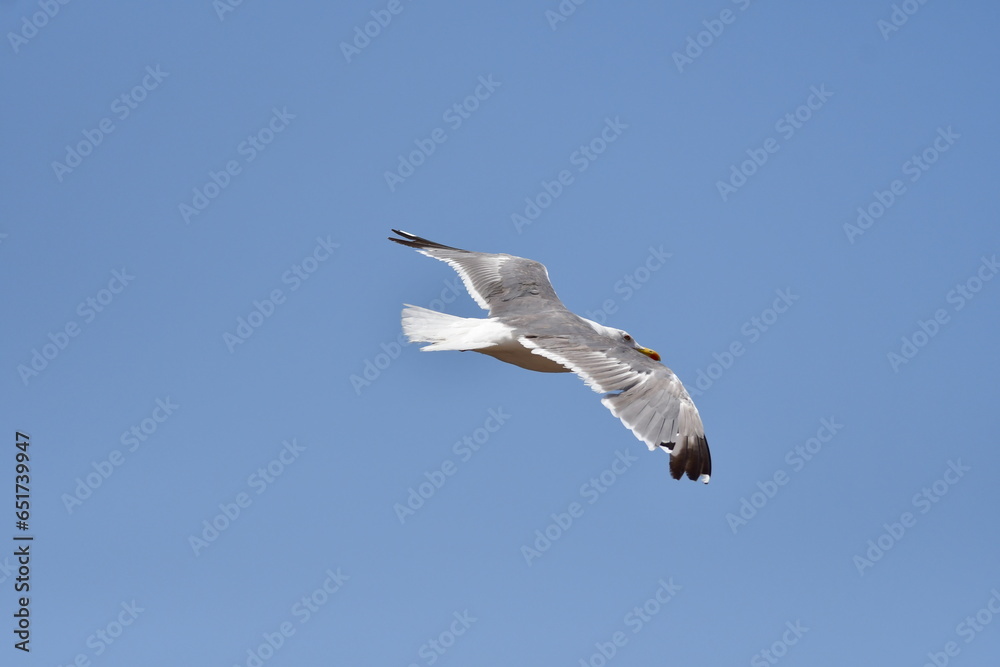 Obraz premium GAVIOTA PATIAMARILLA
