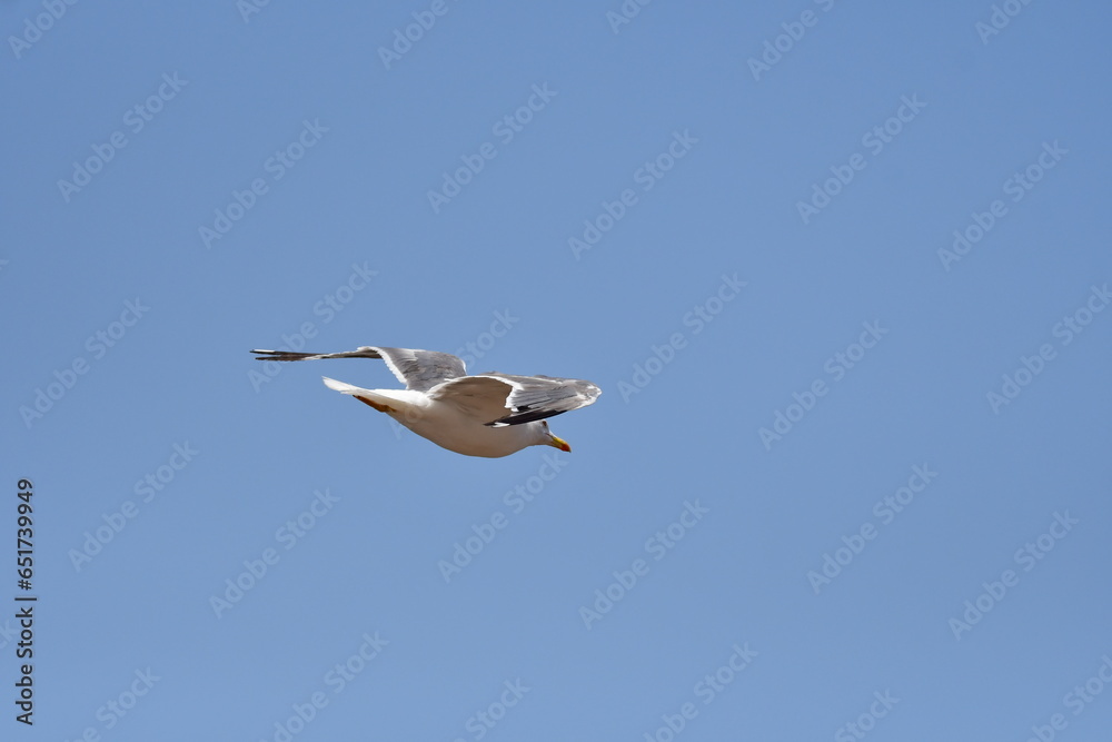 Obraz premium GAVIOTA PATIAMARILLA