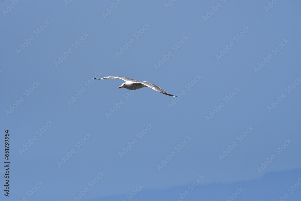 GAVIOTA PATIAMARILLA