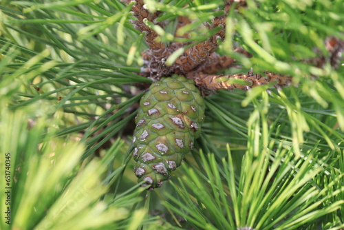 Pinus nigra BREPO Pierrick Bregeon cone / pine black pierno bregeon cone photo