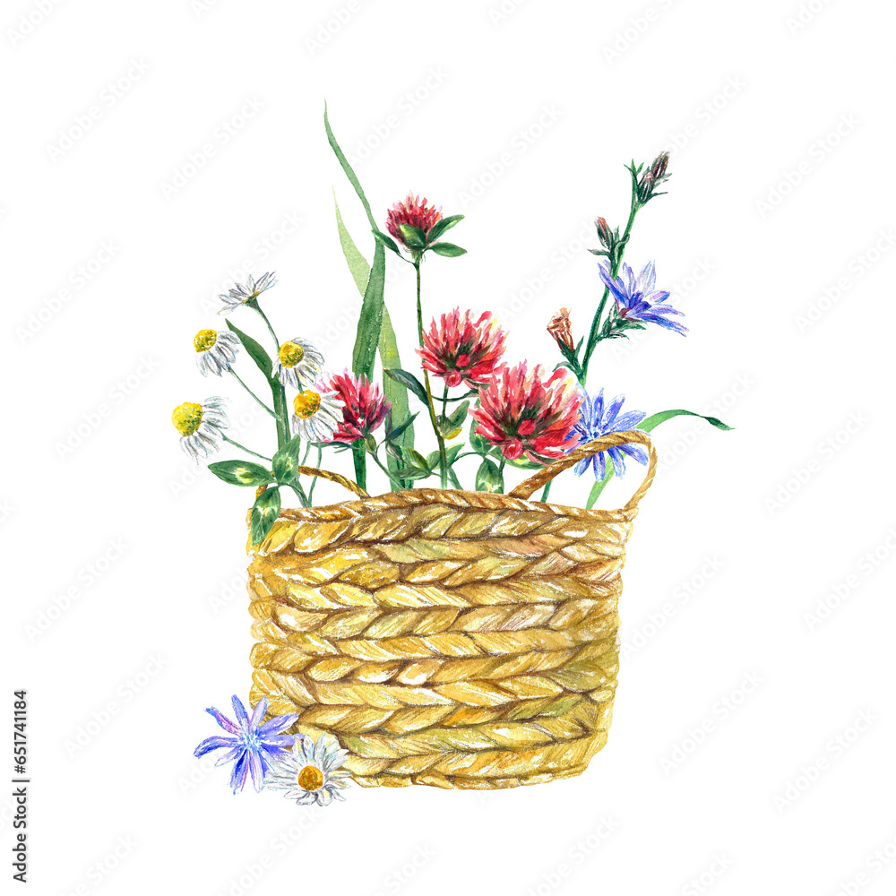 Obraz premium Basket with meadow flowers of chamomile, clover, chicory. Watercolor illustration isolated on a white background. Greeting cards, invitations, covers.