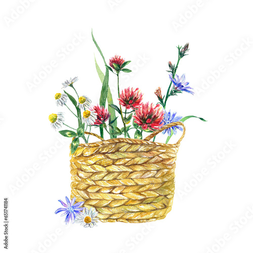 Fototapeta Naklejka Na Ścianę i Meble -  Basket with meadow flowers of chamomile, clover, chicory. Watercolor illustration isolated on a white background. Greeting cards, invitations, covers.