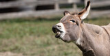 Donkey, Toothy Delight: Amusing Portrait of a Small Grey Donkey.  Photography. 
