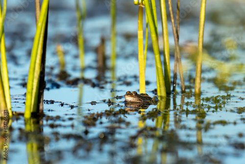 The northern leopard frog (Lithobates pipiens) in the swamp photo