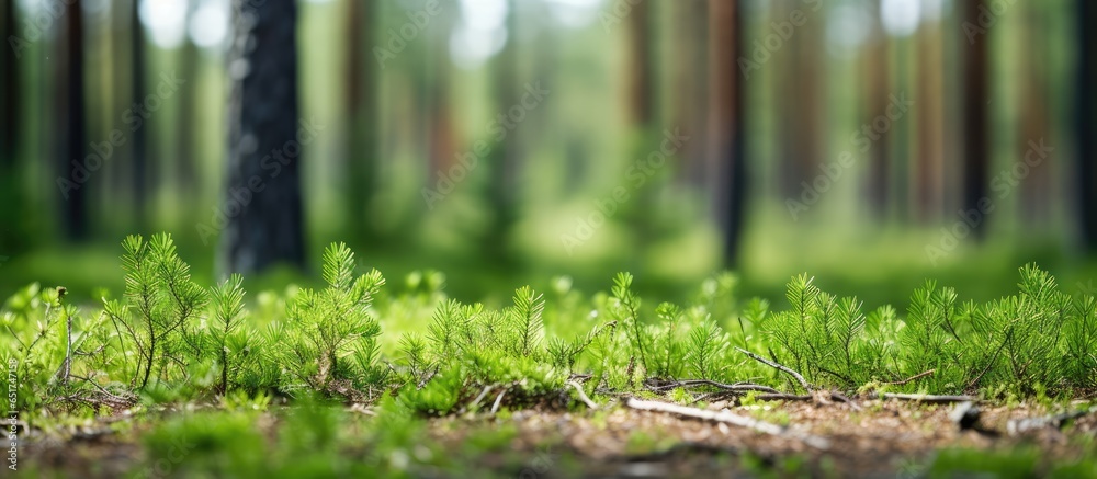 Blurred background of green grass and pine forest with a focus in the foreground - obrazy, fototapety, plakaty 