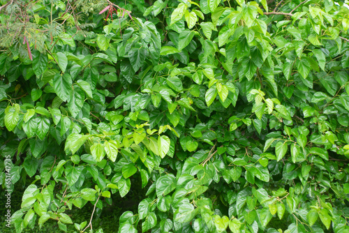 Wallpaper Mural green leaves Torontodigital.ca