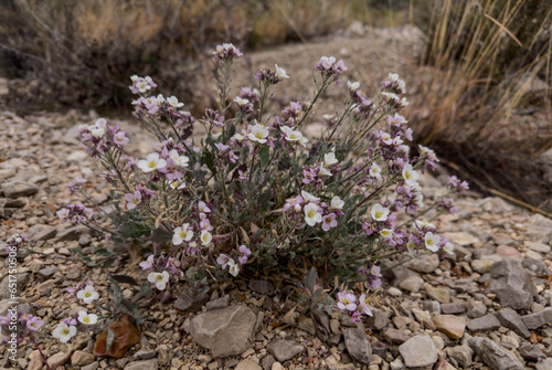 Flowers Bloom In Rocky Telephone Canyon In Remote Big Bend photo