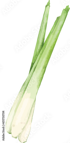 lemongrass watercolor illustration isolated element