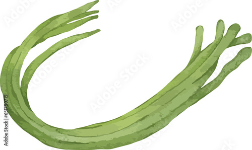 long beans watercolor illustration isolated element