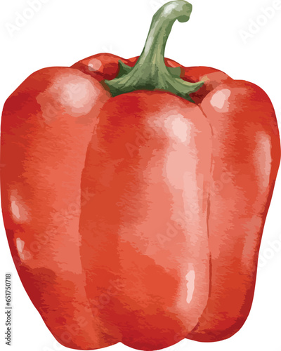 red bell pepper watercolor illustration isolated element