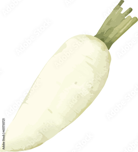 radish watercolor illustration isolated element