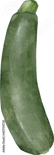 zucchini watercolor illustration isolated element