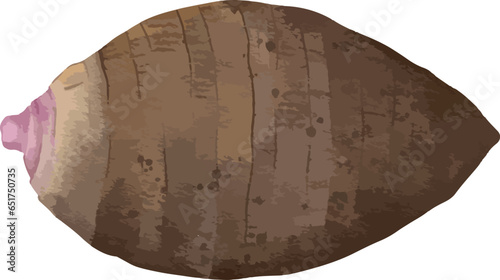 taro root watercolor illustration isolated element