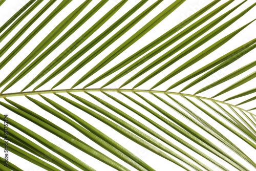 Green beautiful tropical leaf on white background  closeup