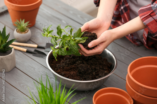 Transplanting. Woman with green plant and empty flower pots at gray wooden table, closeup