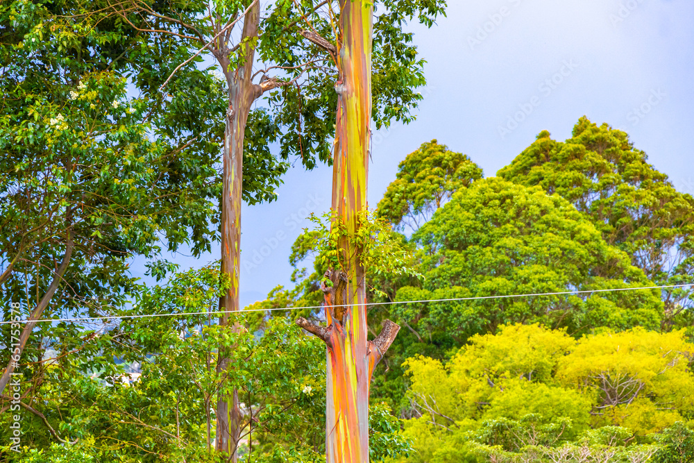 Eucalyptus tree trees colorful bark mountains and forests Costa Rica.