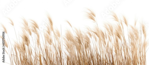 Winter photo of solitary reed on white photo