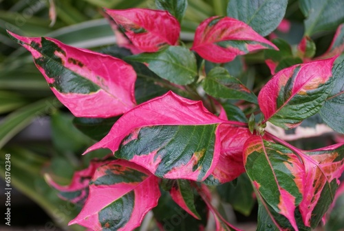 Close up of the bright pink and green leaves of Alternanthera ficoidea, also known as Party Time plant photo