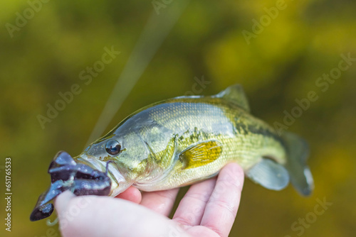 selective focus nice catch largemouth bass copy space image, summer fishing
