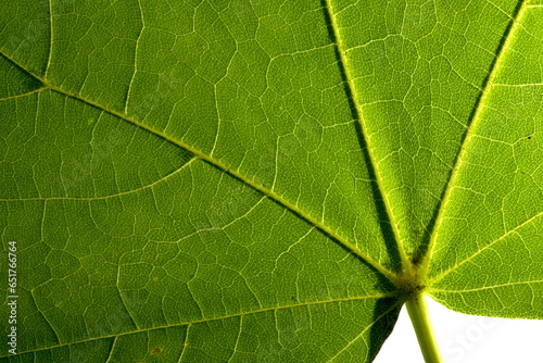 Wallpaper Mural Green Maple Leaf Torontodigital.ca